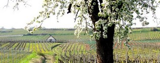 Vignoble de Dorlisheim au printemps - Photo Gîte en Alsace